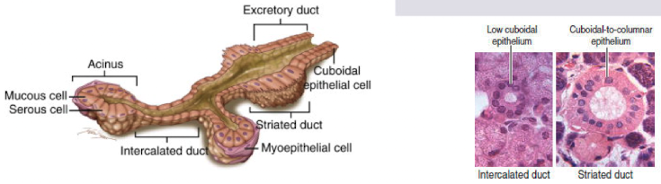 <ul><li><p>secretion of the acinus enters the intercalated duct, lined by simple squamous to low cuboidal epithelium</p></li></ul>