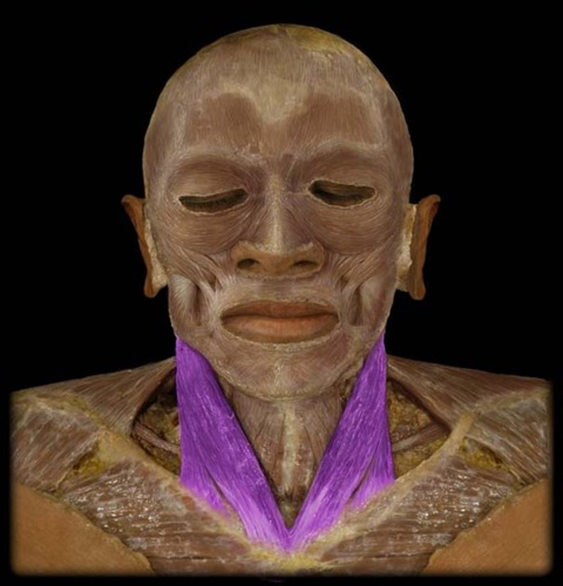 <p>neck muscle</p>