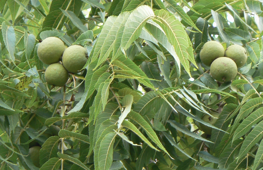 <p><em>Juglans nigra</em></p><p>Juglandaceae</p>