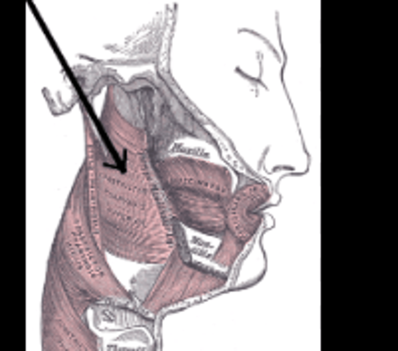 <p>phayrnx muscle responsible for Raising the pharynx and larynx pushing food into the esophagus during swallowing</p>