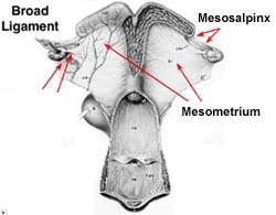 <p><em>*Broad Ligament Anatomy</em>*</p><p>-attaches and suspends the ovary</p><p></p>