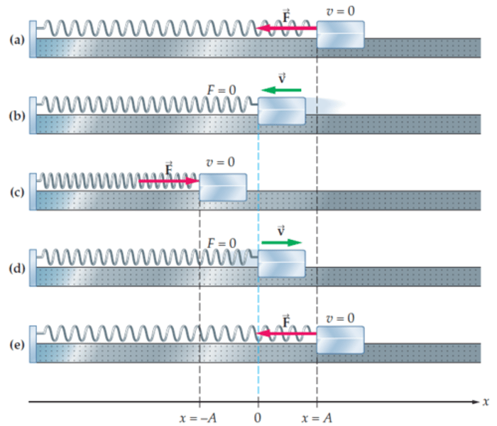 <p>The restoring force is maximum when the spring is compressed or stretched the maximum distance from equilibrium.<br><br>The restoring force is minimum (zero) when the mass is at equilibrium.</p>