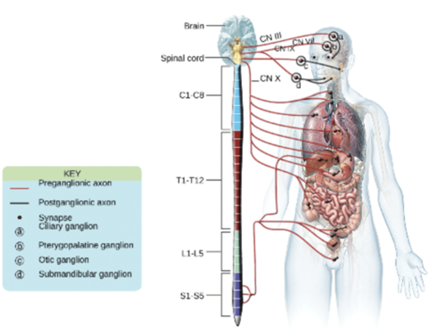 <p>the parasympathetic division will NOT cause the heart rate to increase</p><p>(the heart rate decreases)</p>