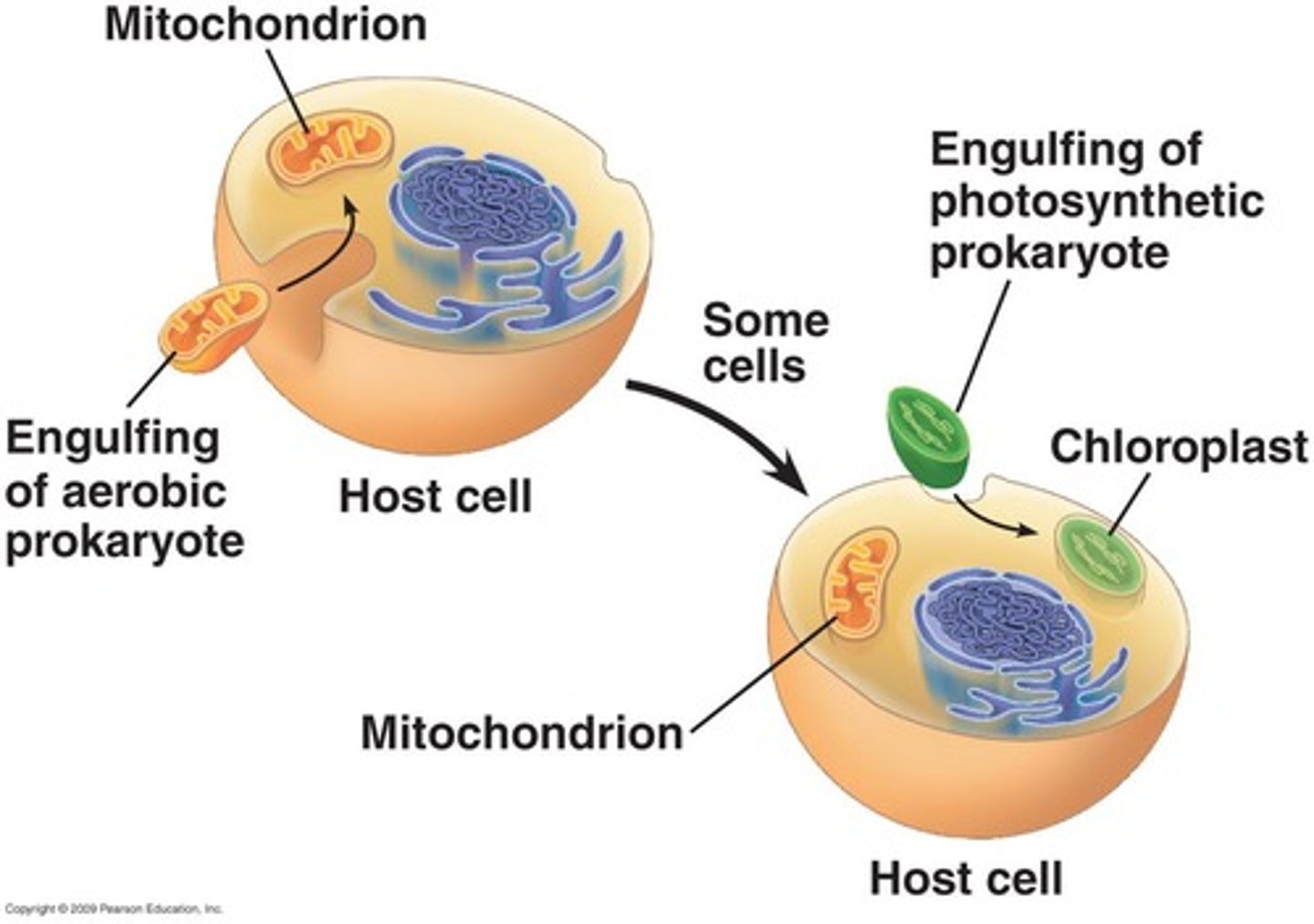 <p>Bacteria performing oxygenic photosynthesis.</p>