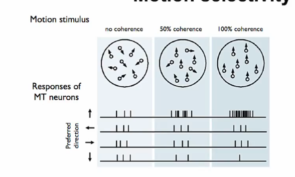 <p>motion selectivity in MT  </p>
