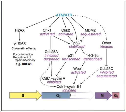 <ul><li><p><strong>Cell cycle arrest</strong>:</p><ul><li><p>Activates <strong>p21</strong> → inhibits cyclin E/Cdk2 and cyclin D/Cdk4 → G1 arrest</p></li><li><p>Regulates G2/M via <strong>14-3-3σ</strong> and <strong>cdc25C</strong></p></li></ul></li><li><p><strong>DNA repair</strong>:</p><ul><li><p>Activates multiple repair pathways: NER (nucleotide excision repair), BER (base excision repair), MMR (mismatch repair), NHEJ (non-homologous end joining)</p></li><li><p>Halts cycle to allow DNA repair</p></li><li><p>Constantly surveys for damage</p></li></ul></li></ul><p></p>