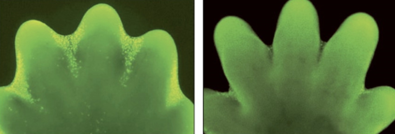 The images show the development of a mouse paw. What proteins are activated in the fluorescent cells in between the digits of the paw shown in the image below?