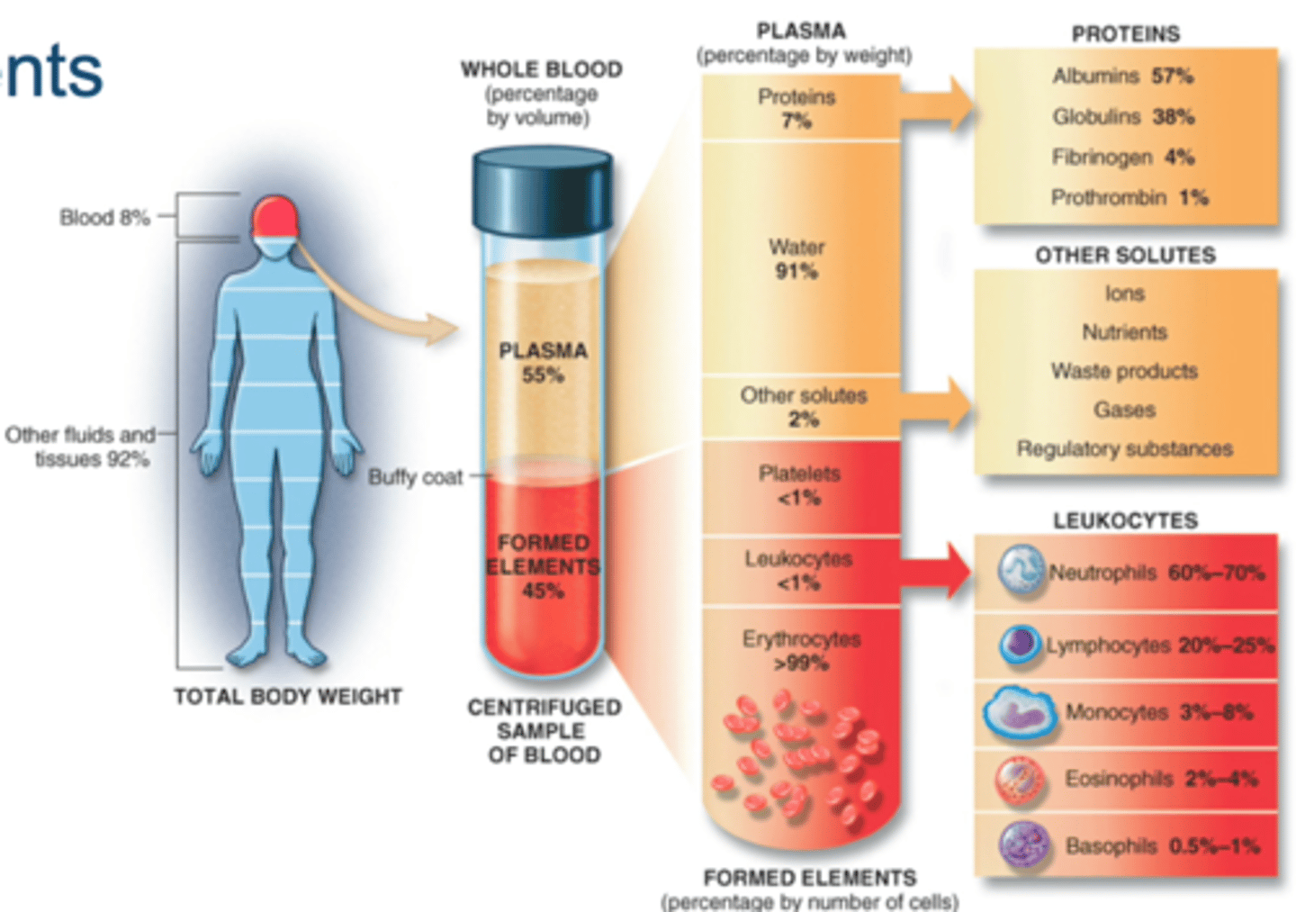 <p>"Never Let Monkeys Eat Bananas"</p><p>-----------------------------------</p><p>Never = neutrophils 60-70 % of all WBC</p><p>Let = Lymphocytes 20-25 % of all WBC</p><p>Monkeys = Monocytes 3-8 % of all WBC</p><p>Eat= Eosinophils <5 % of all WBC</p><p>Bananas= Basophils <1 % of all WBC</p><p>-----------------------------------</p><p>Neutrophils= most abundant</p><p>basophils= Least abundant/rarest</p>