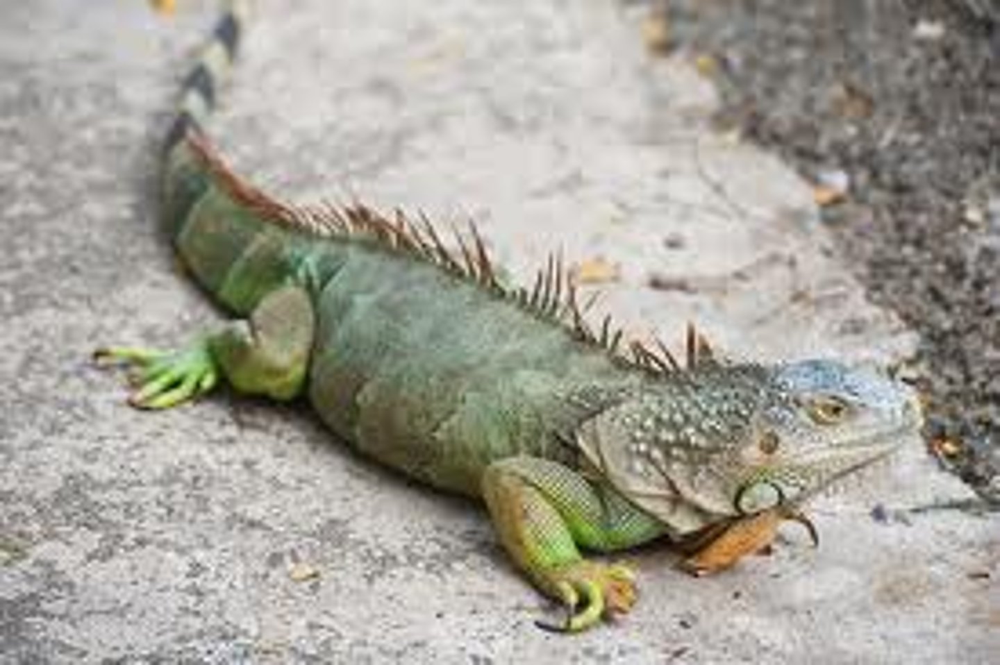 <p>iguana</p>