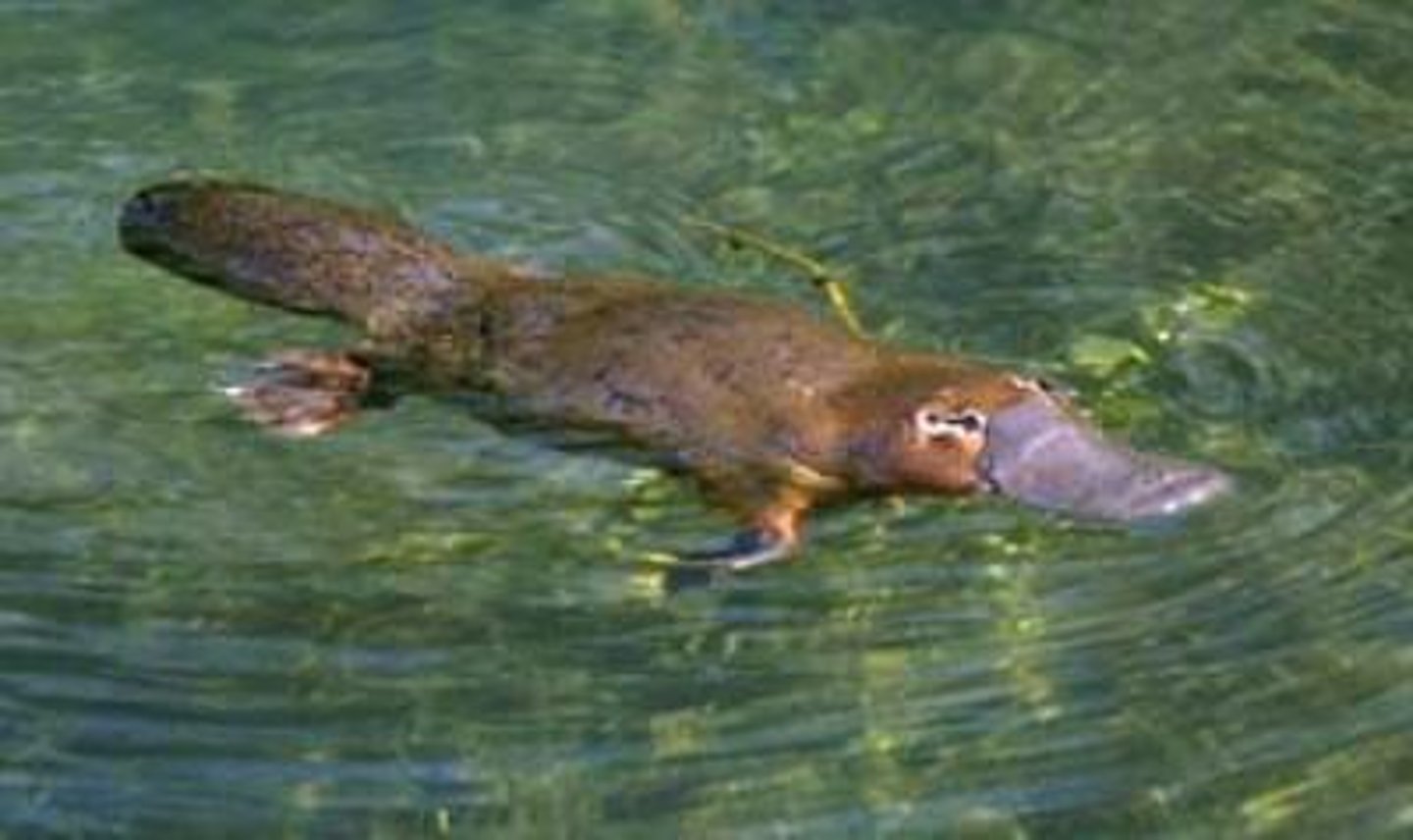 <p>Platypus</p>