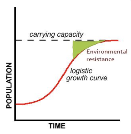<ul><li><p>start with exponential growth (no limiting factors affect the growth at first)</p></li><li><p>above a certain population size, the growth rate slows down resulting in a population of a constant size</p></li><li><p>Numbers stabilise at the carrying capacity</p></li></ul>