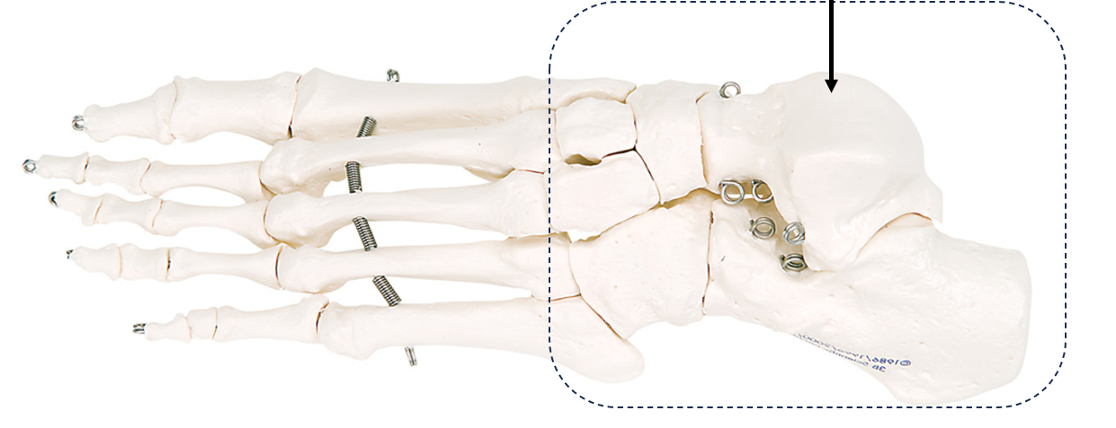 <p>What bone structure is this?</p>