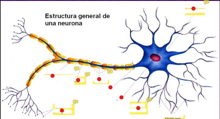<p>Partes de una neurona</p>