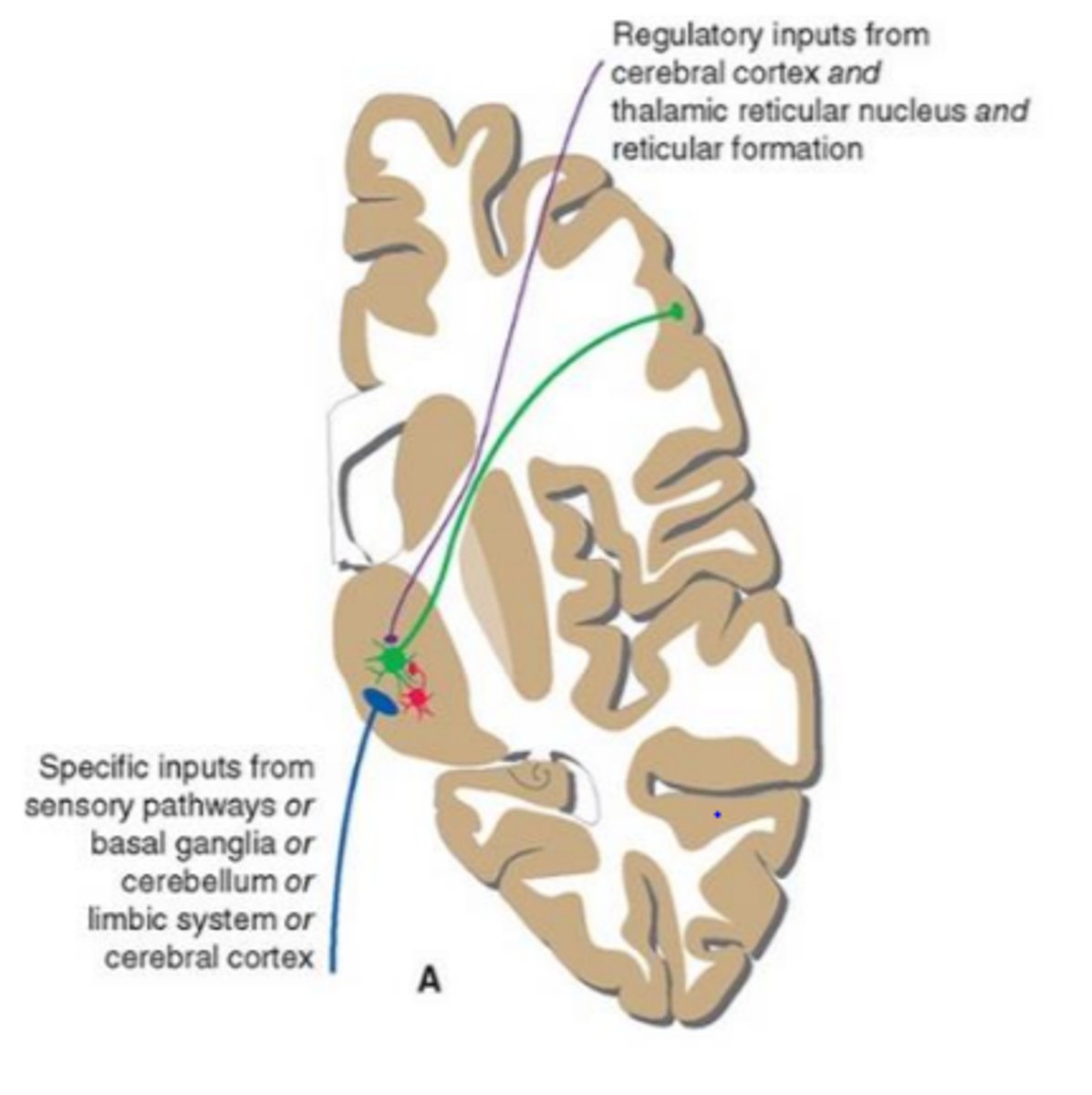 <p>regulatory</p>