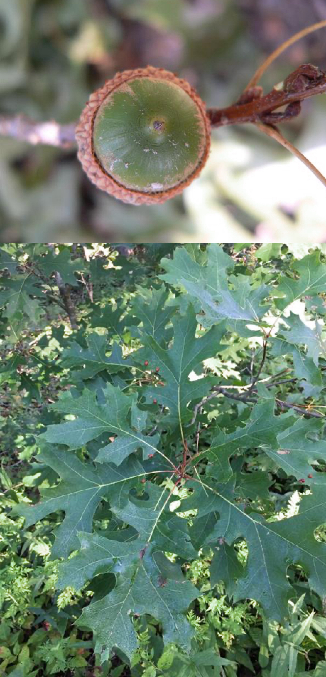 <p>Scarlet oak </p>