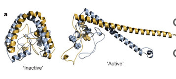 <p>a ligand is any type of effector molecule or covalent attachment</p><p>binding/modification of this domain will cause conformational change and modulate the native active of the regulatory molecule</p><p>is typically reversible and there are a variety of ligands (e.g.  end products like tryptophan, carbon sources like lactose, covalent modification like phosphorylation)</p><p>example: CCAAT Enhancer Binding Protein B is a transcription factor for endometrial cells that can be phosphorylated to become active and open up → big structural change</p>