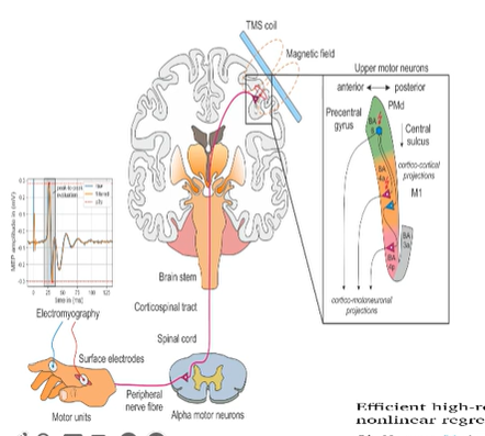<ul><li><p>A non-invasive method of measuring neuroplasticity</p></li><li><p>Apply coil on scalp + deliver a brief pulse = causes electrical stimulation of underlying neuron</p></li><li><p>Cells in PMC = cause involuntary muscle contractions</p></li></ul><p></p>