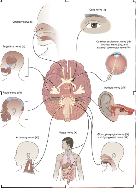 <p>olfactory </p><p>optic </p><p>oculomotor </p><p>trochlear</p><p>trigeminal </p><p>abducens </p><p>facial </p><p>vestibulocochlear</p><p>glossopharyngeal </p><p>vagus </p><p>spinal accessory </p><p>hypoglossal </p>