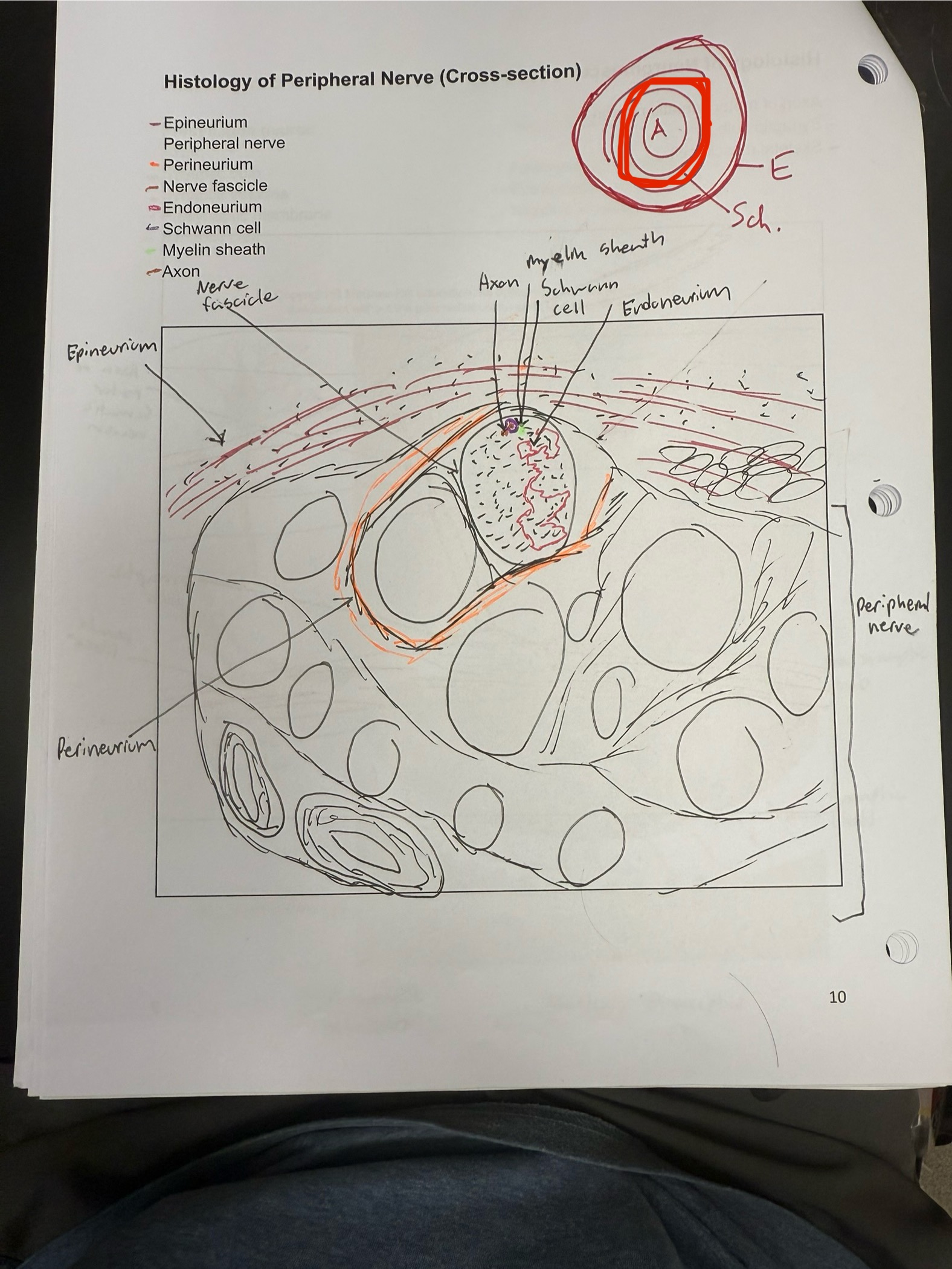 <ul><li><p>Connective tissue surrounding nerve fascicles </p></li></ul><p></p>