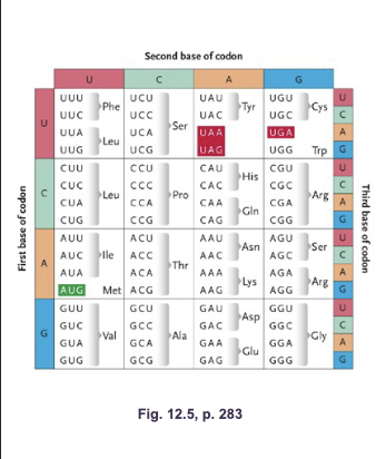 <p>The codons are written 5’ to 3’, as they appear in the mRNS:</p><ul><li><p>61&nbsp;“SENSE” CODONS (code for an amino acid)&nbsp;</p></li><li><p>3 TERMINATOR/STOP/NONSENSE and do NOT code for amino acids (transfer RNA does NOT bind to these codons)&nbsp;</p></li></ul><p></p>