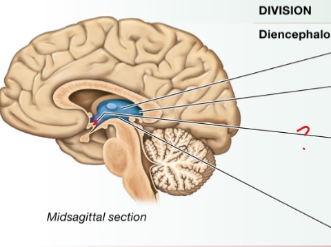 <p>Regulates autonomic NS</p><p>Regulates sleep/wake cycle</p><p>Regulates thirst and hunger</p><p>Regulates body temp</p><p>Controls secretion from pituitary gland</p>
