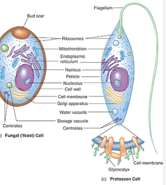 <ul><li><p>eukaryotic</p></li><li><p>unicellular</p></li><li><p>lack cell wall <span data-name="cross_mark" data-type="emoji">❌</span>so they come in many shapes :> </p></li><li><p>heterotrophic </p></li></ul><p></p>