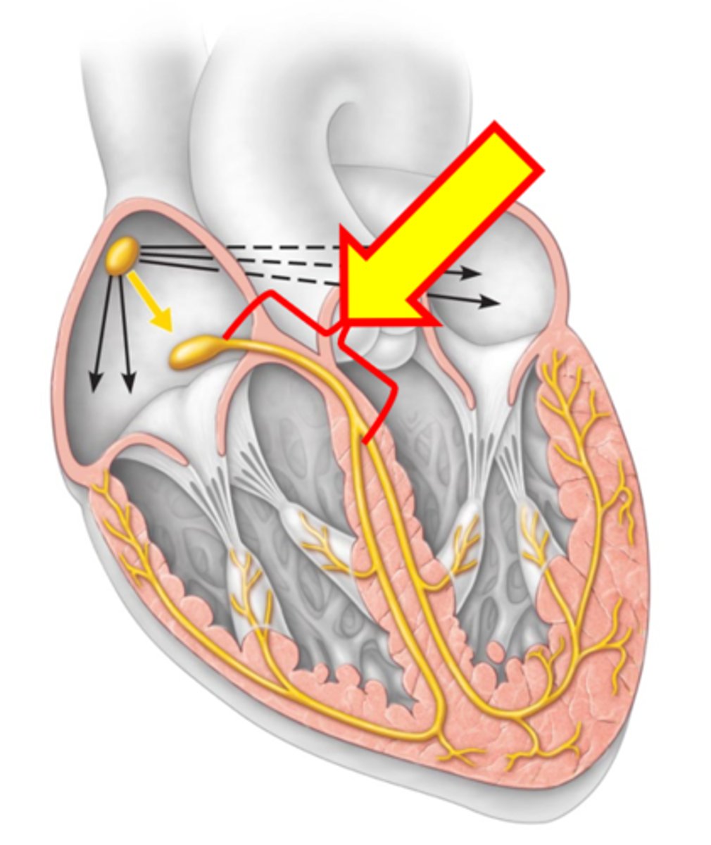 <p>Name the structure.</p>
