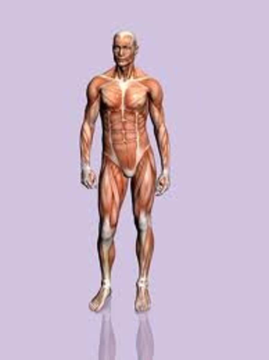 <p>the body</p>