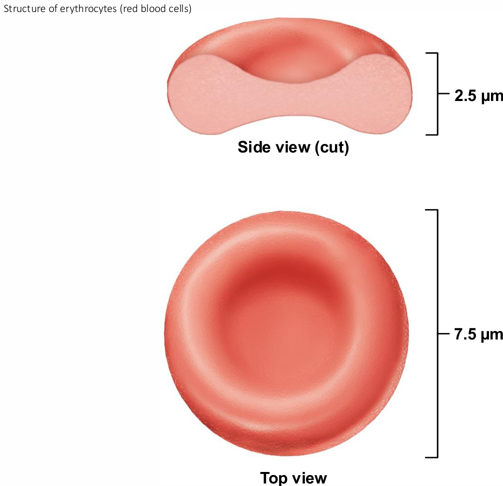 <ul><li><p>contribute to gas&nbsp;<span style="background-color: transparent; font-size: 1.6rem;"><span>transport</span></span></p><ul><li><p>Biconcave shape—huge surface area relative to&nbsp;<span style="background-color: transparent; font-size: 1.6rem;"><span>volume</span></span></p></li><li><p>>97% hemoglobin (not counting water)</p></li><li><p>No mitochondria; ATP production anaerobic; do not&nbsp;<span style="background-color: transparent; font-size: 1.6rem;"><span>consume O2 they transport</span></span></p></li><li><p>Superb example of complementarity of&nbsp;<span style="background-color: transparent; font-size: 1.6rem;"><span>structure and function</span></span></p></li></ul></li></ul><p></p>