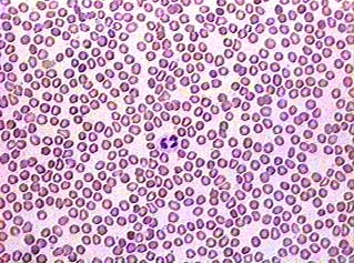 <p>what type of tissue is this?</p>