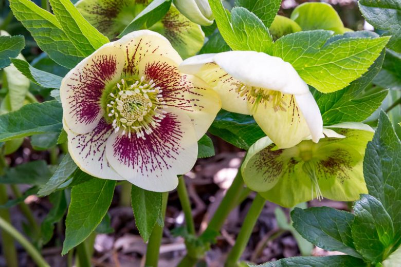 <p>A low, clumping plant with leathery evergreen leaves and nodding, cup-shaped blooms in late winter to early spring.</p><p>-blooms around march april (around lent)</p>