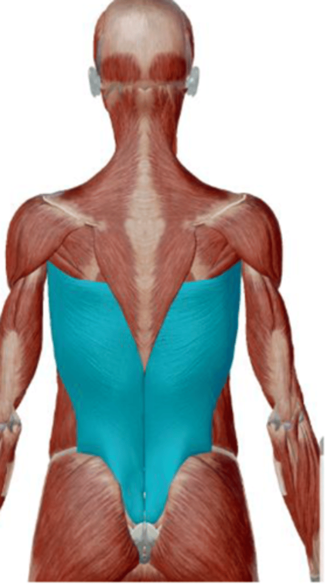 <p>extends, adducts, and internally rotates the arm at the shoulder joint; draws arm inferiorly and posteriorly</p>