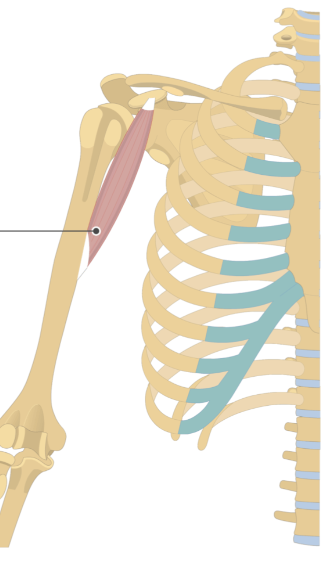 <p></p><p>origin: coracoid process of scapula</p><p>insertion: shaft of humerus</p>