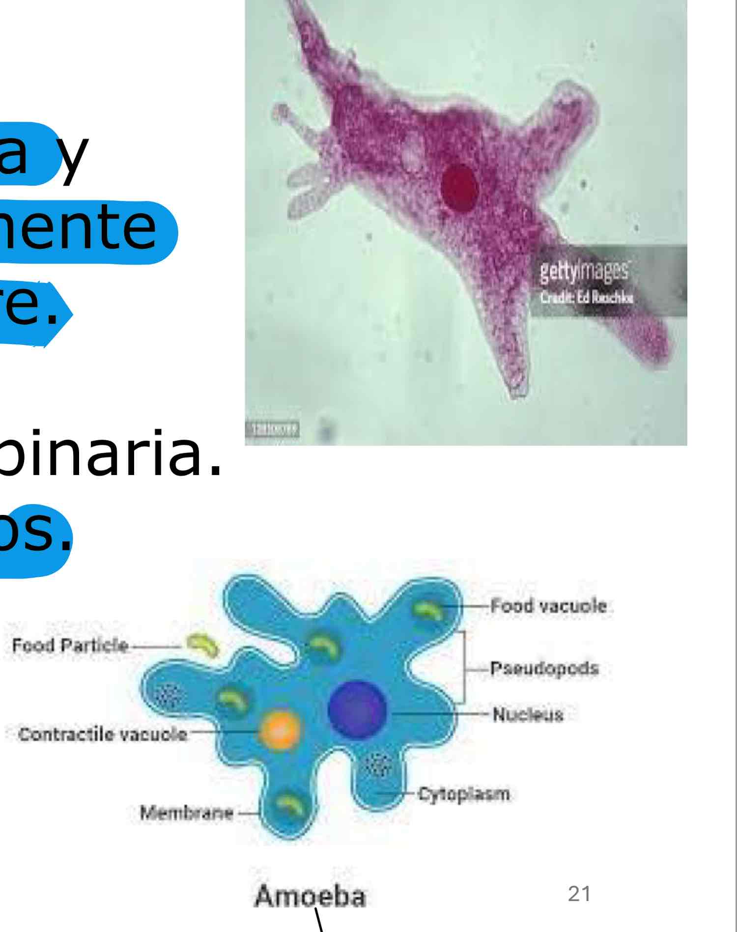 <p>Filo rhizopoda</p>