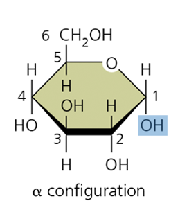 <p>Which way do Alpha bonds point? Example?</p>