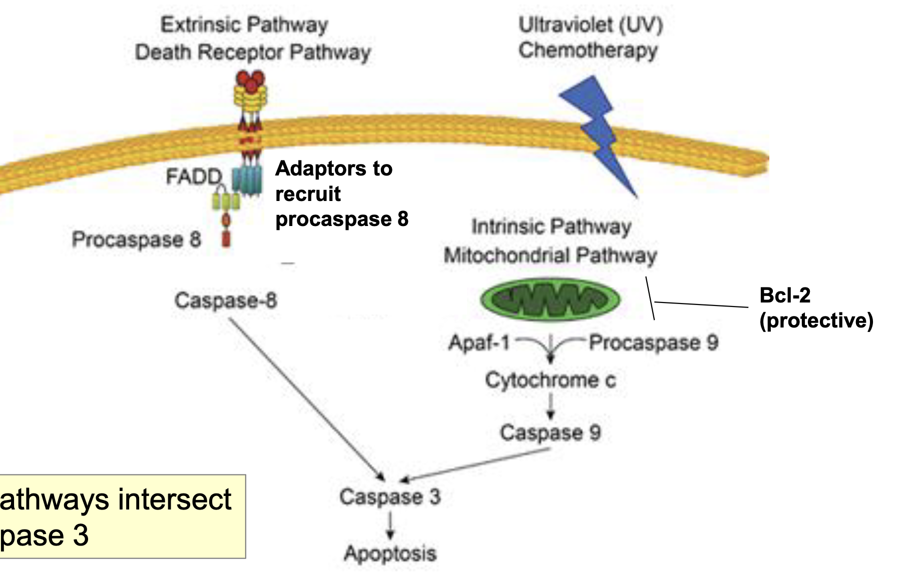 <ul><li><p>both intersect at caspase 3</p></li></ul><p></p>