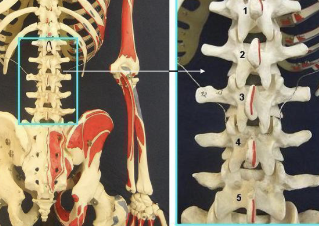 <p>Lumbar 5</p>