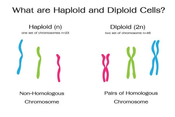 Cells that have two sets of chromosomes (body cells).