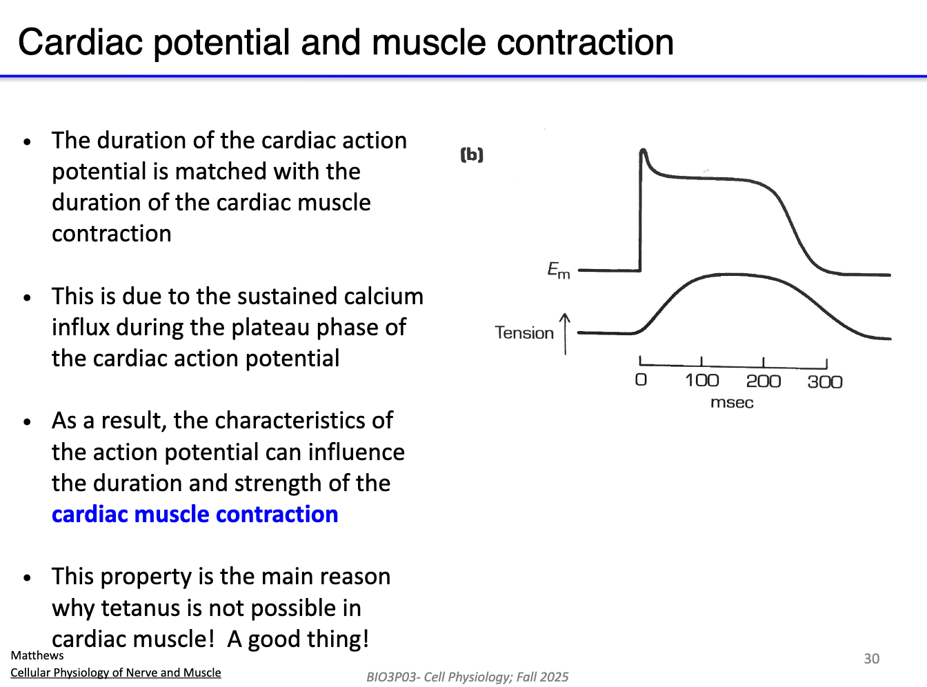<ul><li><p>Cardiac AP <strong>matches the duration</strong> of contraction</p></li><li><p>Due to <strong>sustained Ca2+ influx</strong> during the plateau phase</p></li><li><p>AP duration influences <strong>strength and timing</strong> of cardiac muscle contraction</p></li><li><p>Prevents <strong>tetanus</strong> (continuous contraction) → essential for heart function</p></li></ul><p></p>