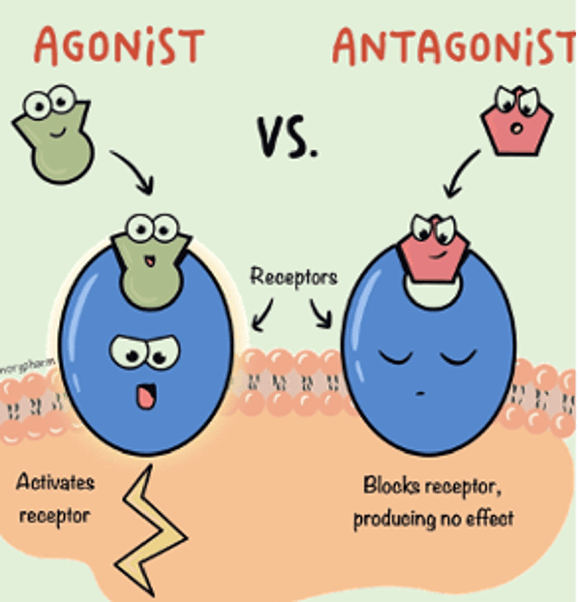 <p>A drug that blocks or reduces the effect of a neurotransmitter.</p>