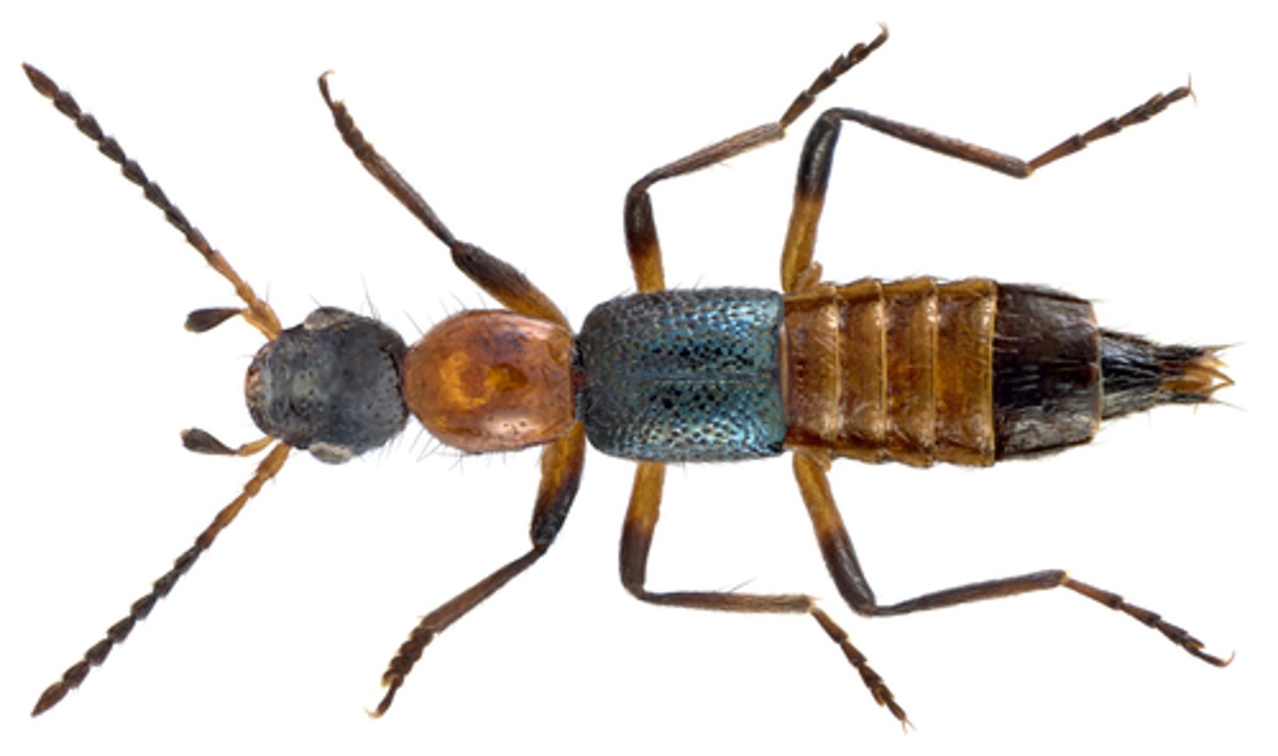 <p>-Reduced, short elytra</p><p>-Long sharp mandibles</p><p>-Most are predators</p><p>(1)Biocontrol</p><p>-Found in litter, under rocks, ant nests</p>
