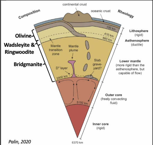 <ul><li><p>bridgmanite</p></li><li><p>we dont see if often because it is so low in the mantle that it doesnt come to the surface but it takes up majority of the manle</p></li></ul>