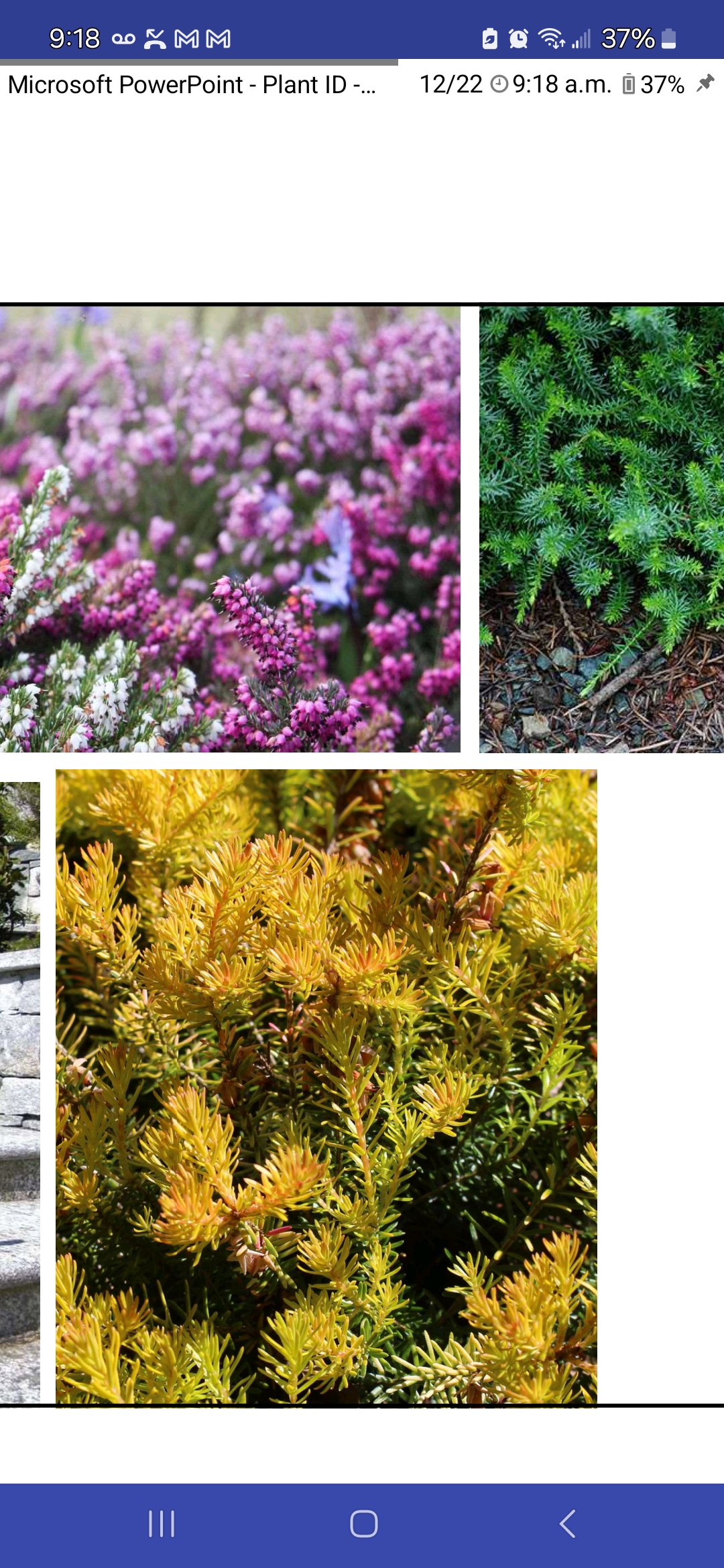 <p>Winter heather</p>