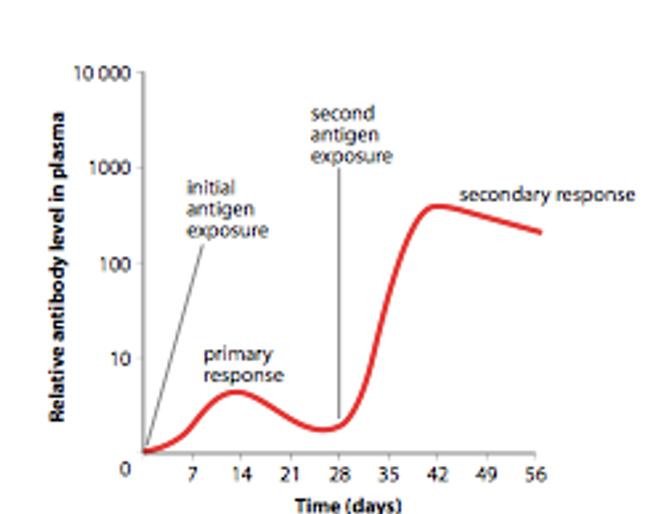 <p>First exposure to antigen.</p><p>Body responds slowly. Takes days to build up antibodies. Takes time for B-cells to multiply and differentiate into plasma cells. Relatively low numbers of antibodies produced. Leaves the immune system with memory of the particular antigens.</p>
