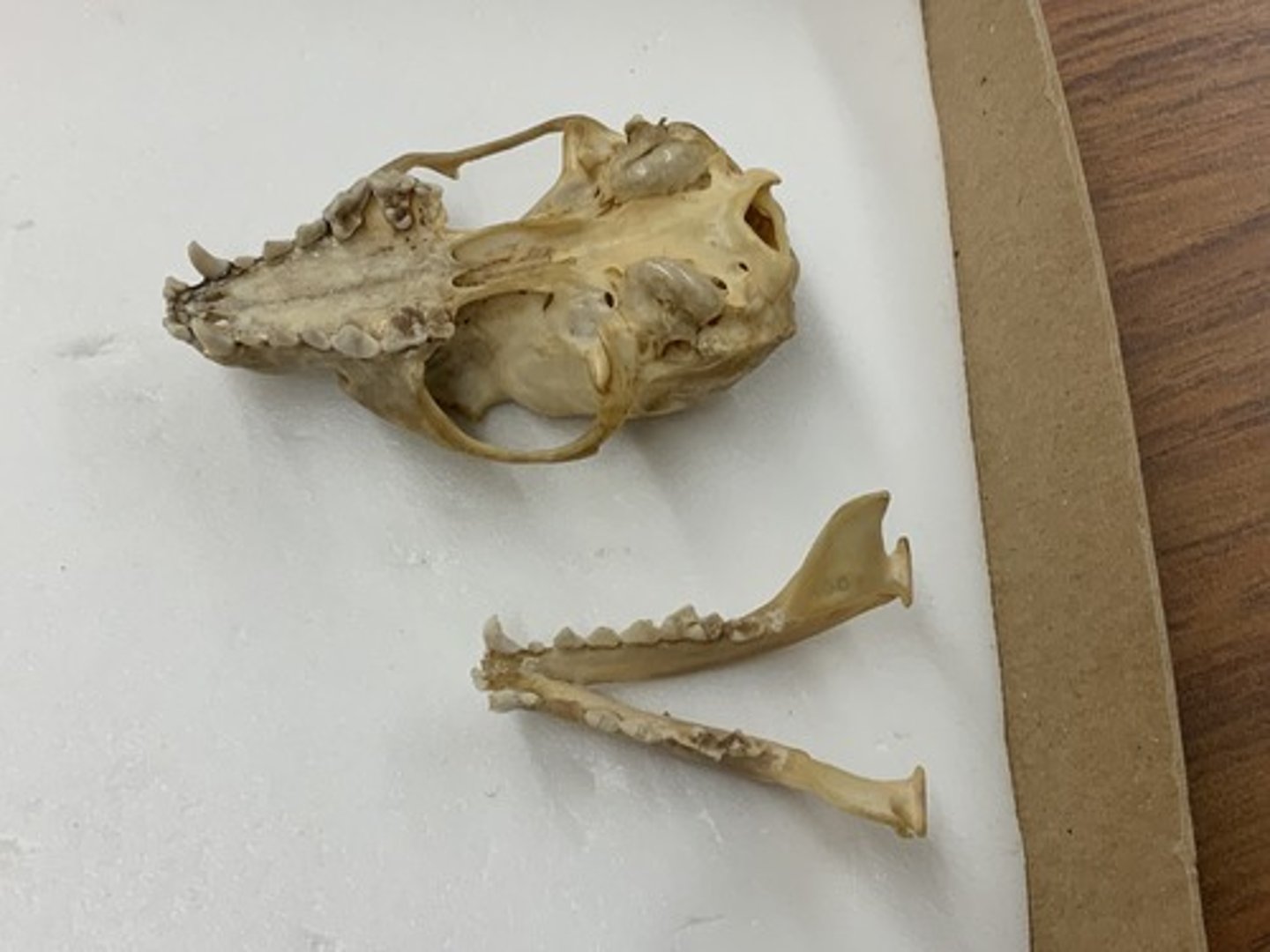 <p>Genus, species</p><p>-4/4 PM</p><p>-2/2 M</p><p>-palate terminates right after last M</p>