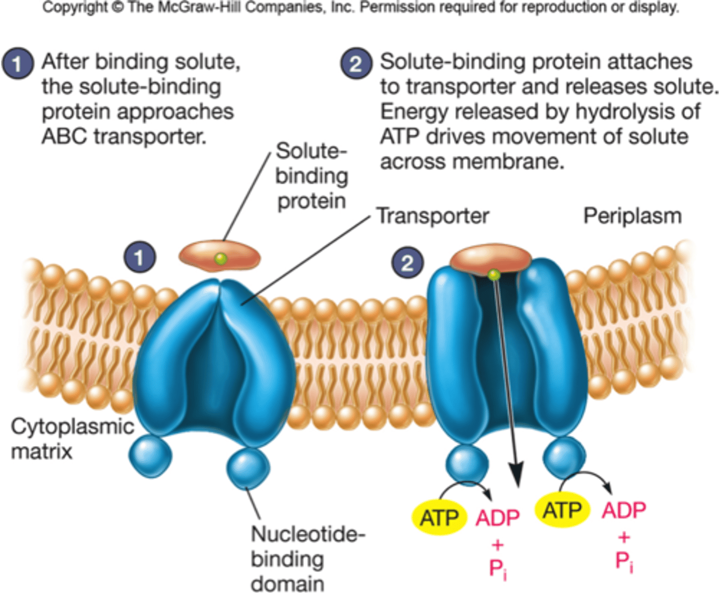 <p>An ABC transporter (ATP-binding cassette) is comprised of two parts, the transmembrane domain and the ATP-binding domain (ABC transporter)</p><p>-The transmembrane domain makes a channel in the lipid core</p><p>-the ATP-binding domain is the motor that drives active transport, it is where ATP binds to and breaks down to provide energy to pump molecules against the gradient</p>