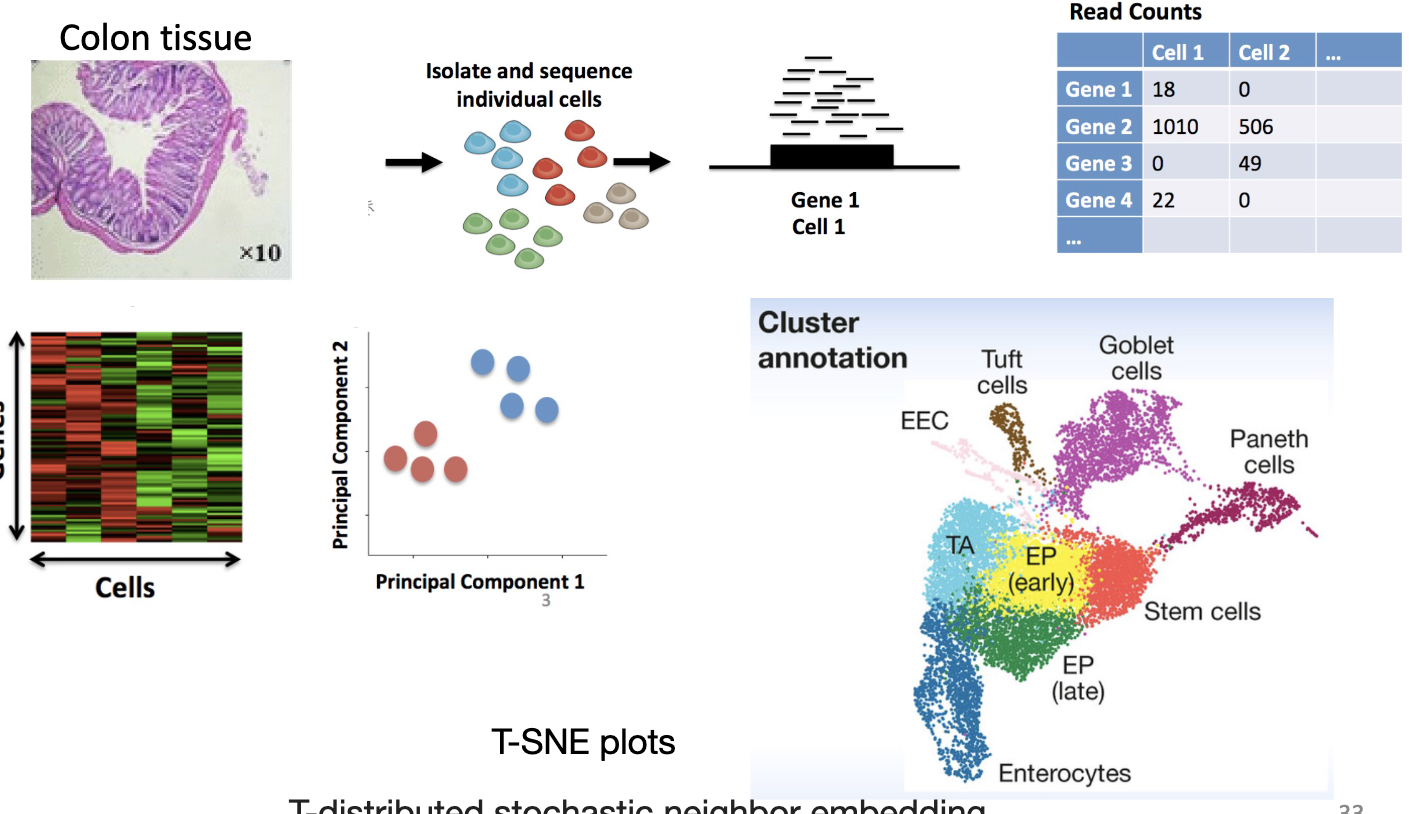 <p>used to identify cells that express similar set of genes</p>