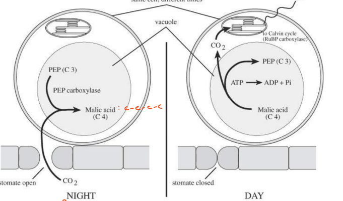 <p>fixes CO2 at night as malic acid releases it during the day </p><p>prevents water loss by closing stomates at day and opening at night</p>