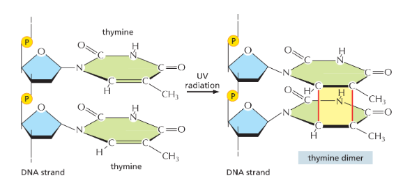 <p> it promotes covalent linkage between two adjacent pyrimidine bases, forming, for example, the thymine dimer</p><ul><li><p>cyclobutane ring formed btwn thymine bases</p></li><li><p>the joined thymines cant pair w/ adenines</p></li><li><p>this is basis for UV decontamination</p></li></ul><p></p>