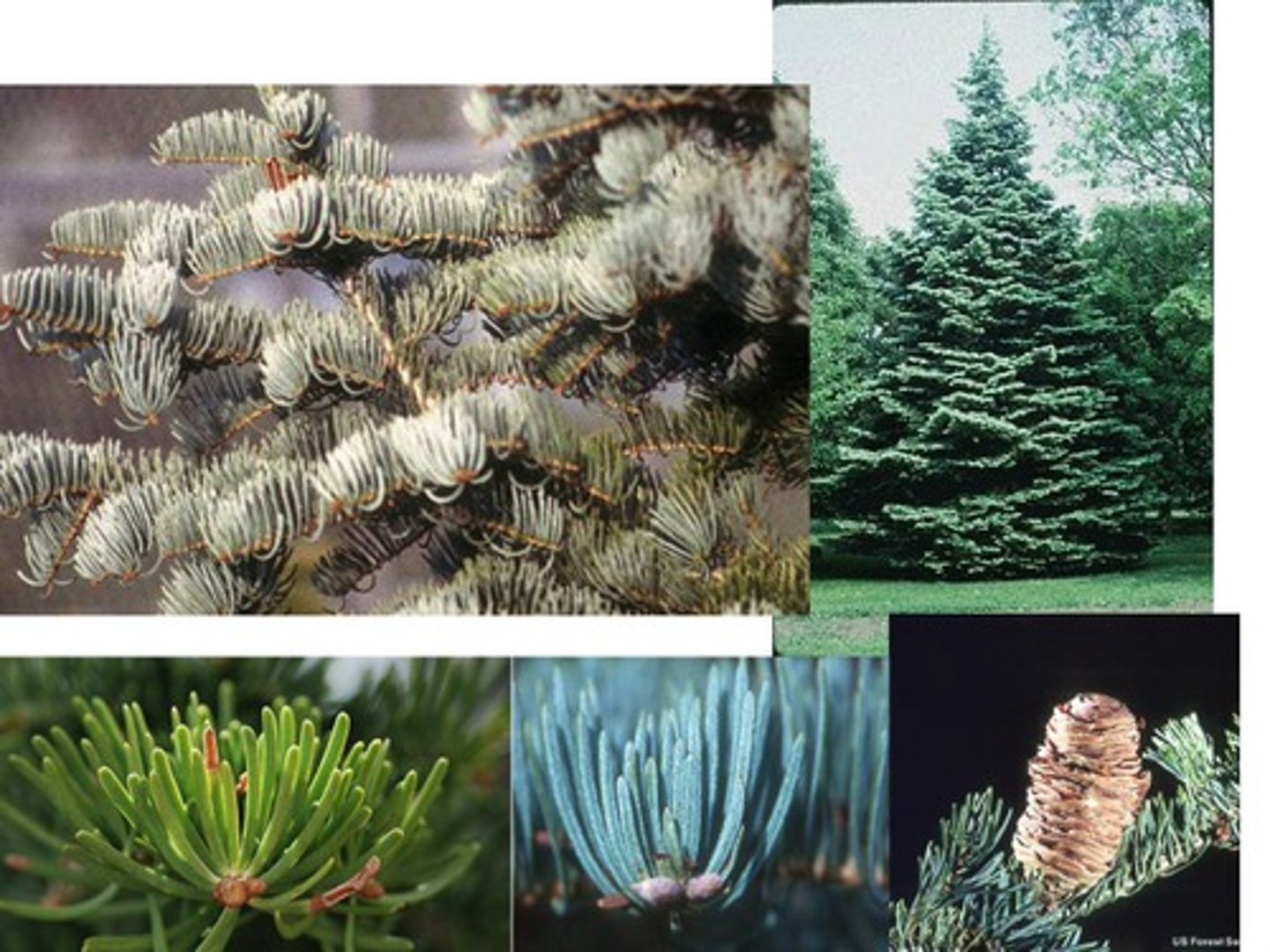 <p>Pinaceae Abies concolor</p>